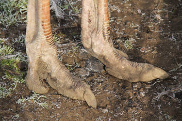 Ostrich Feet
