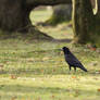 Rook in the Park