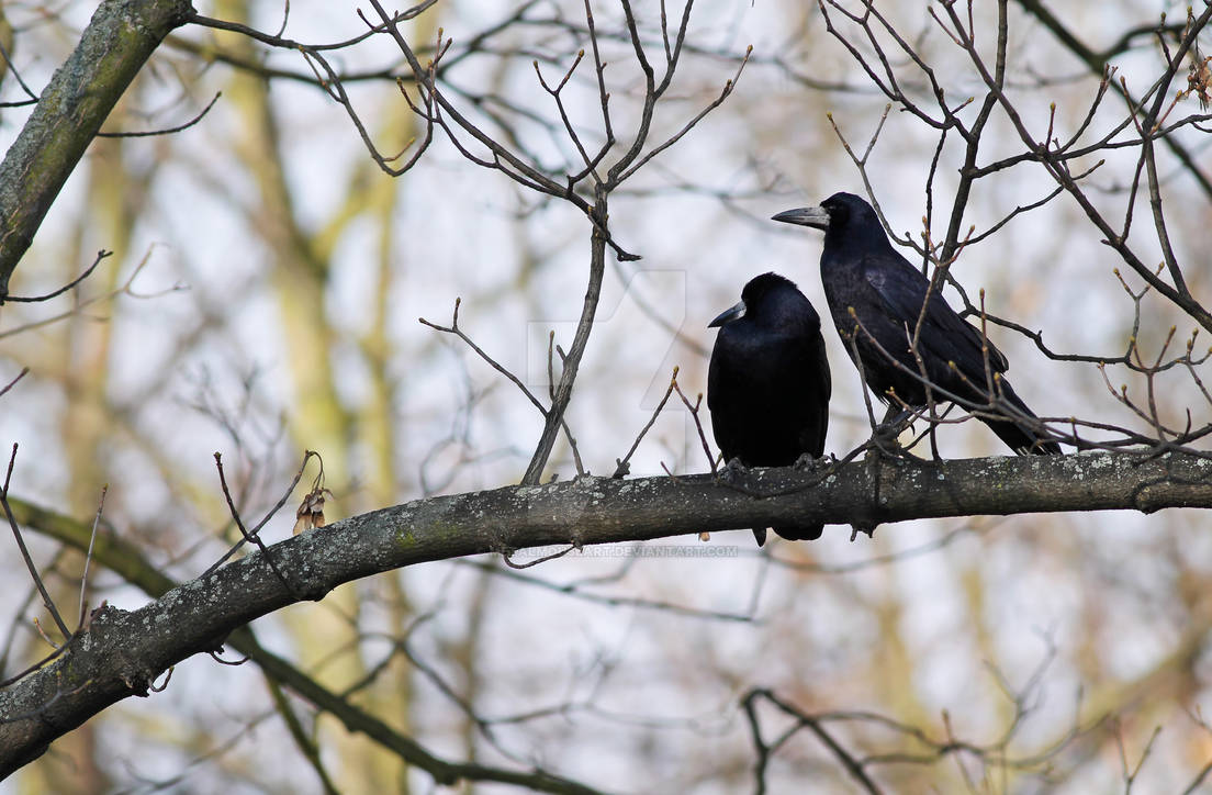 Rooks by MetalMouseArt on DeviantArt