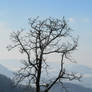 Bare Tree