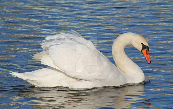 Feathers Like Snow