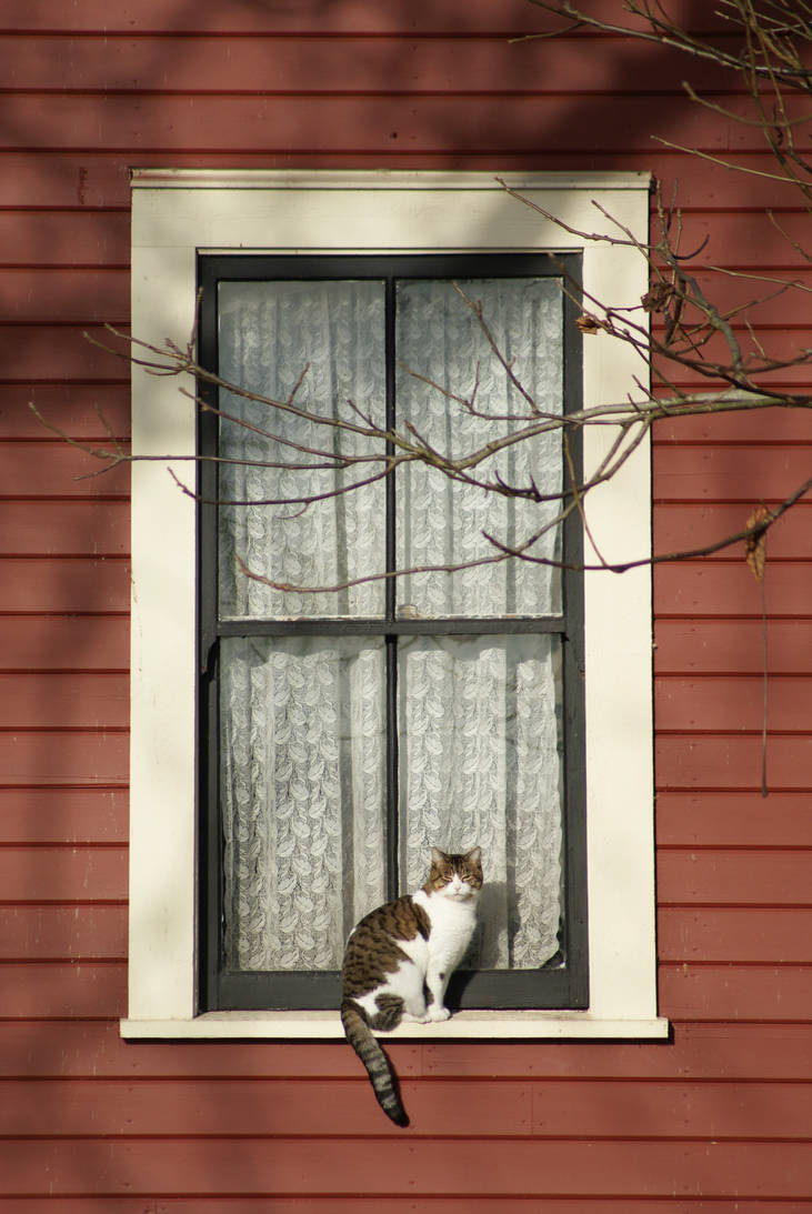 Glen Valley Window Cat by MrKaswa