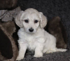 Miniature Labradoodle Puppy 26