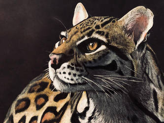 Ocelot in Colored Pencil on Black Paper