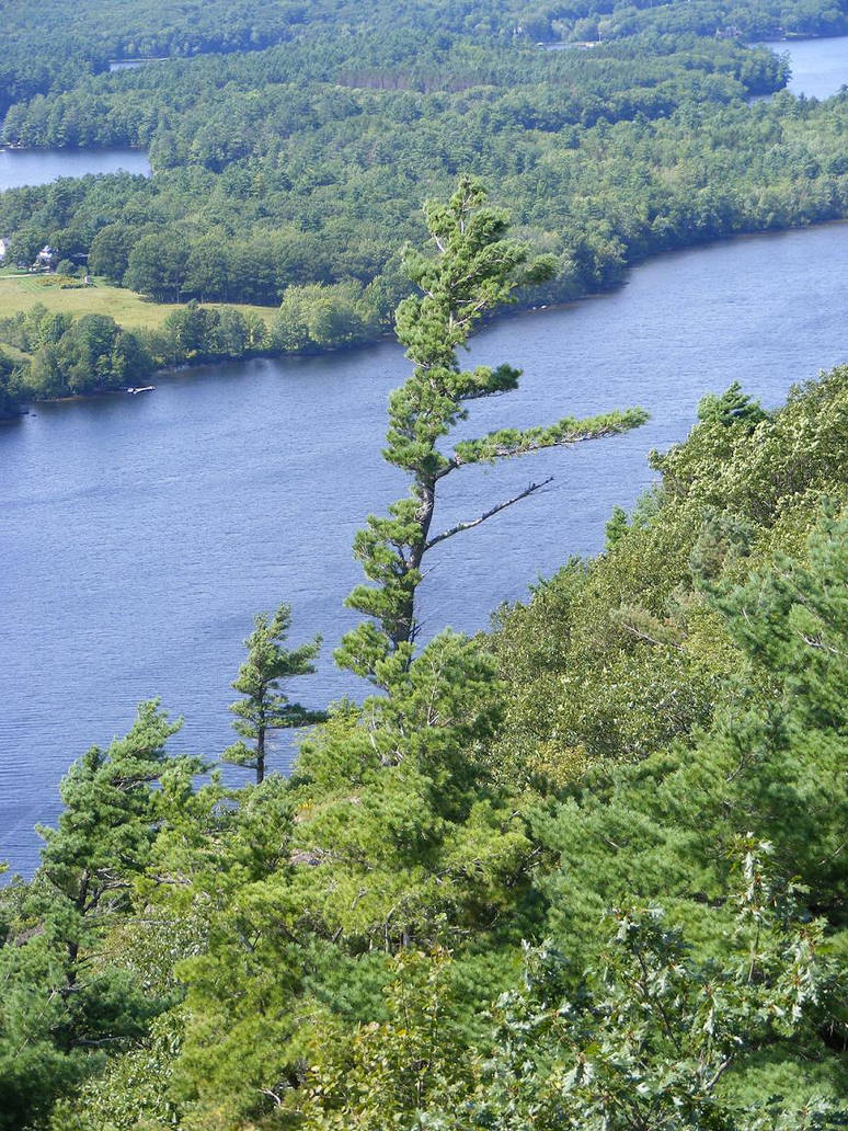 Sentinel Tree by LustyDragon on DeviantArt