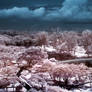 iNfraRed - Chinese Gardens 4