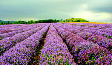 Lavander