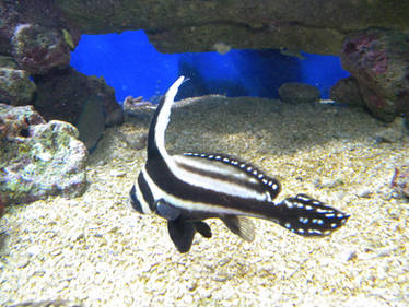 stripe fish