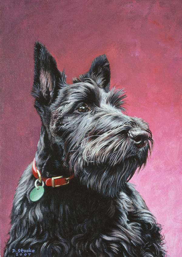 Scottish Terrier puppy