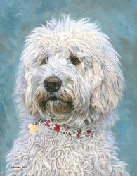 Daisy the Labradoodle by NewAgeTraveller