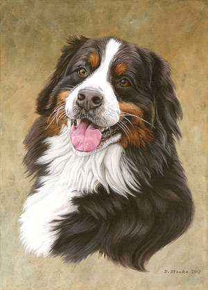 Bernese Mountain Dog by NewAgeTraveller