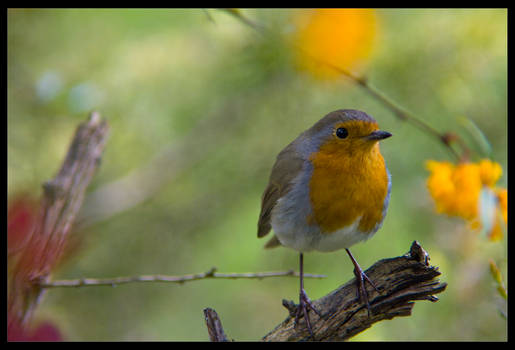 Barberry Bird