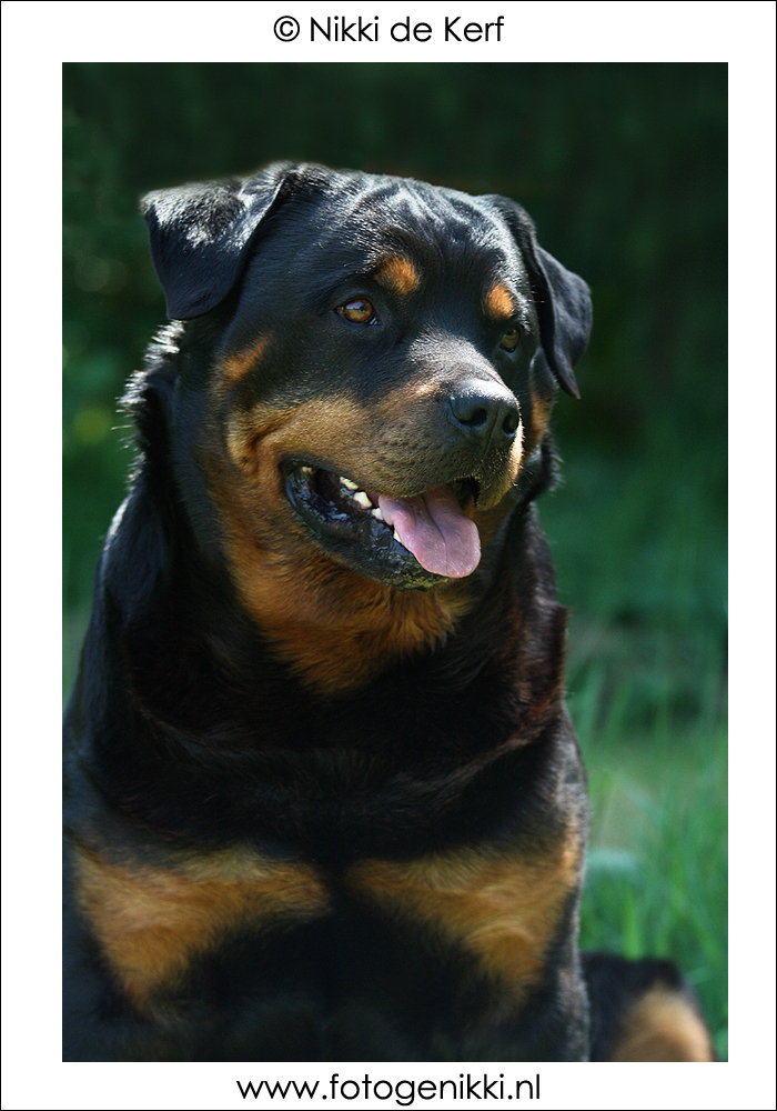 Rottweiler