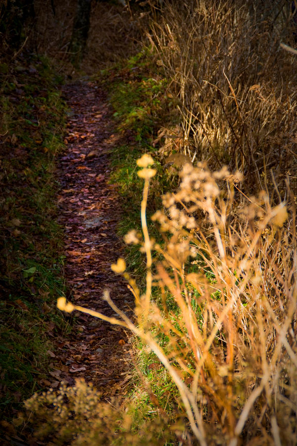 Path Less Desing Model Path Less Chosen by mysticwhispers on DeviantArt