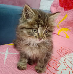 Sweet creature (Photo)