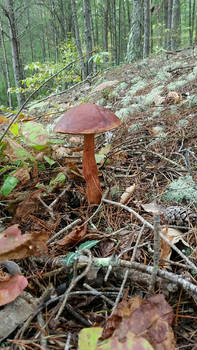 Red Mushroom