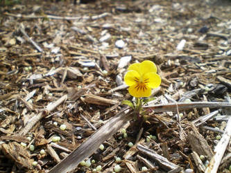 Lonely Flower