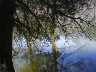 The Tree's Reflection