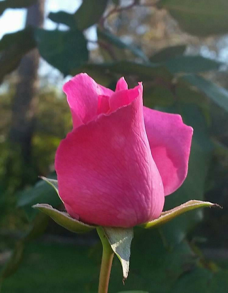 Pink splendor by 19DailyPie on DeviantArt