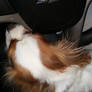 Resting my Head on the Steering Wheel