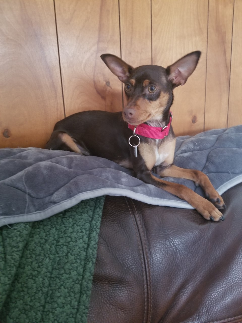 Bebe By Animal Anime Lover On Deviantart Bebe By Animal Anime Lover On Deviantart