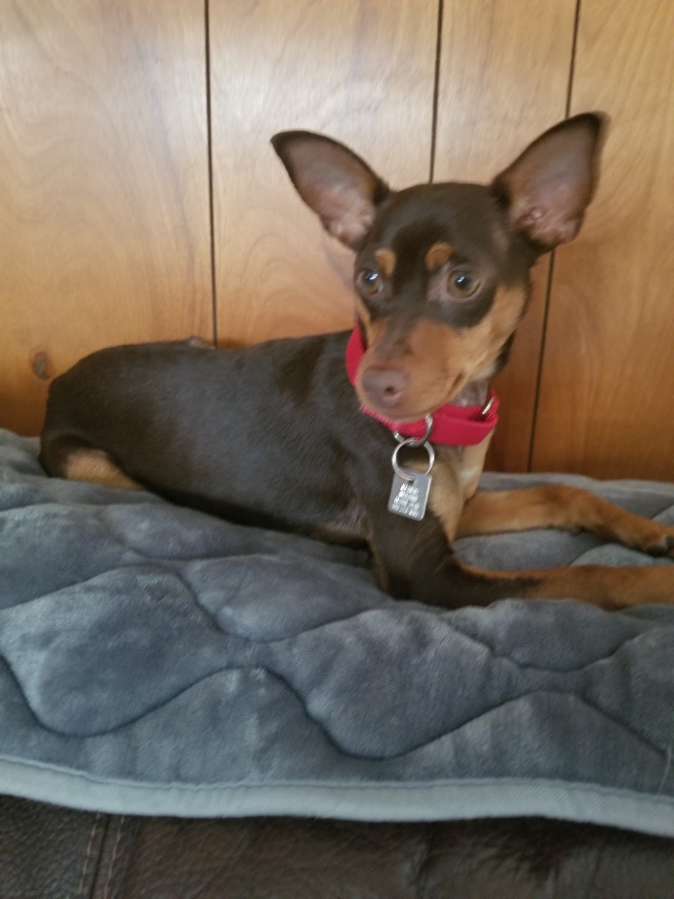 Bebe By Animal Anime Lover On Deviantart Bebe By Animal Anime Lover On Deviantart