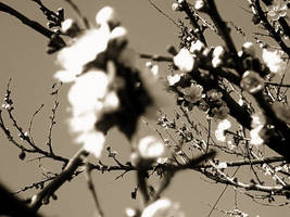 black_and_white_spring