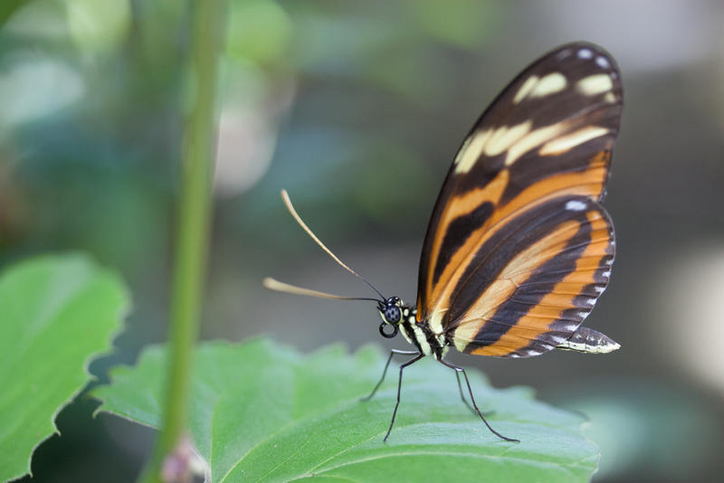 Butterfly Conservatory 2