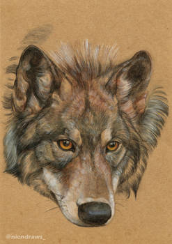 Iberian wolf