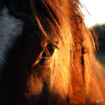 Sun in my eyes by Hieronimus-art