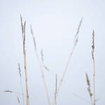 White is white by Hieronimus-art