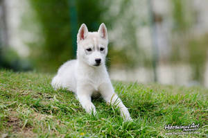 Little Husky