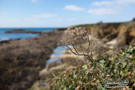 Basse mer en Bretagne