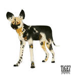 African Wolf Dog Sketch by tige7