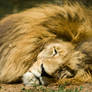 The lion sleep tonight