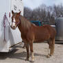 Welsh Cob 7