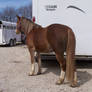 Welsh Cob 8