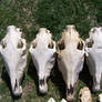 Horse Skulls Above