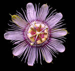 Passionflower by mysticalis