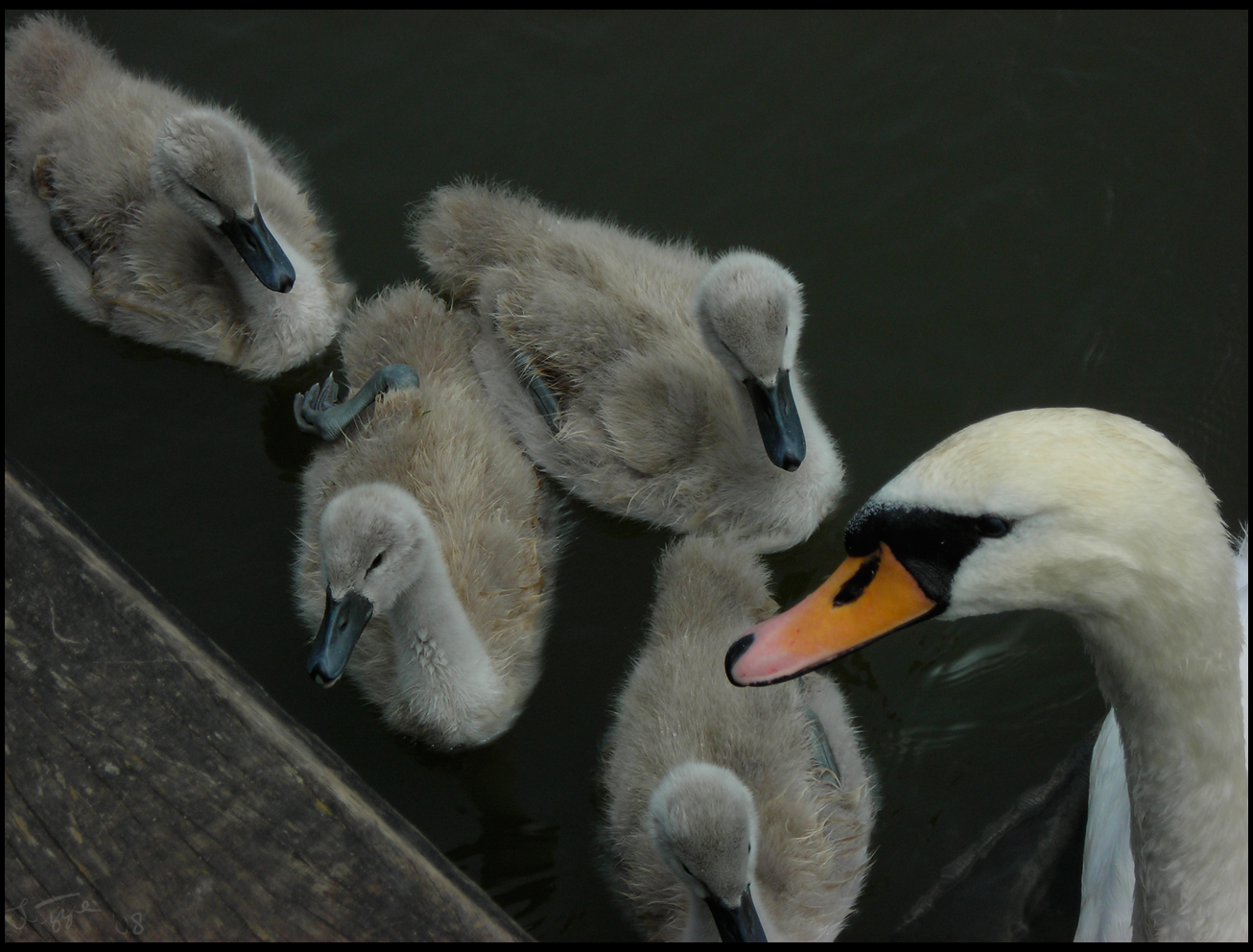 Swans