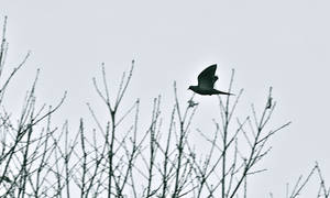 Bird in Flight