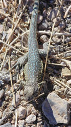 Desert Lizard