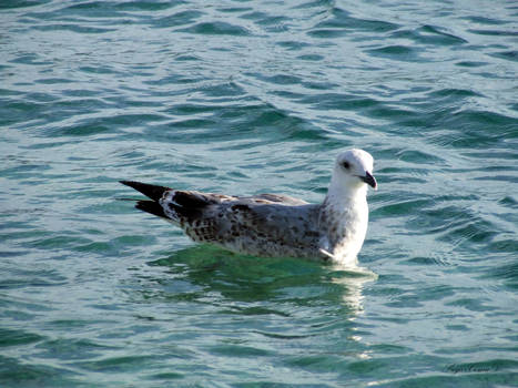 Seagull