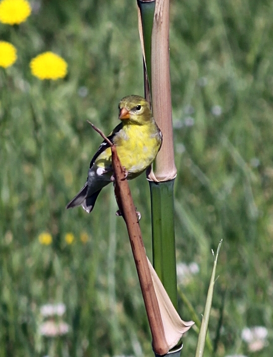 Pine Warbler - Female