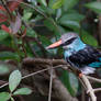 Blue-Breasted Kingfisher