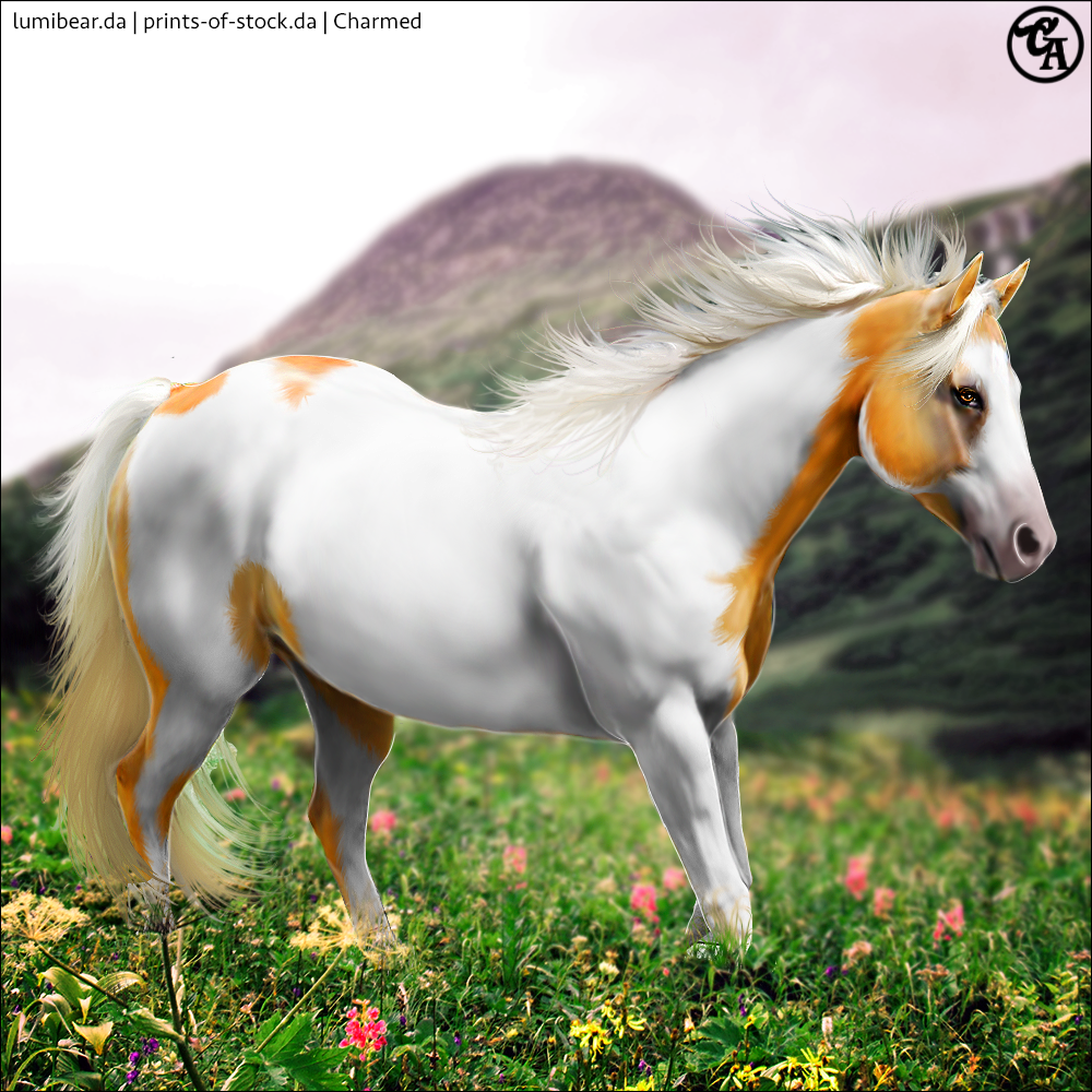 Gold-Champagne-Tobiano by Charmed-Studios on DeviantArt