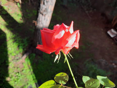 A Barbara Rose in November