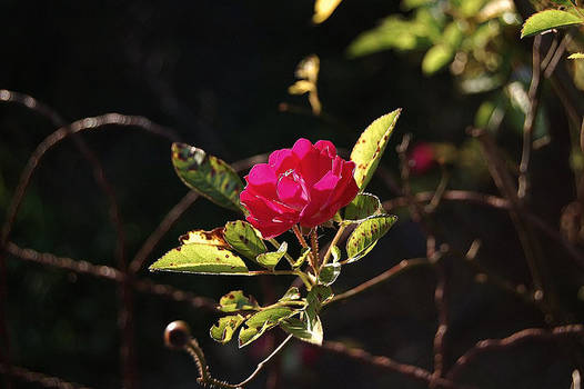 Red Flower