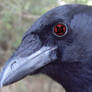 Itachi's crow