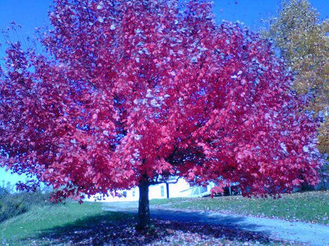 Fall Leaves